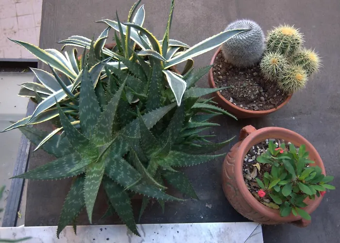 Della Dama Vicino Appartement