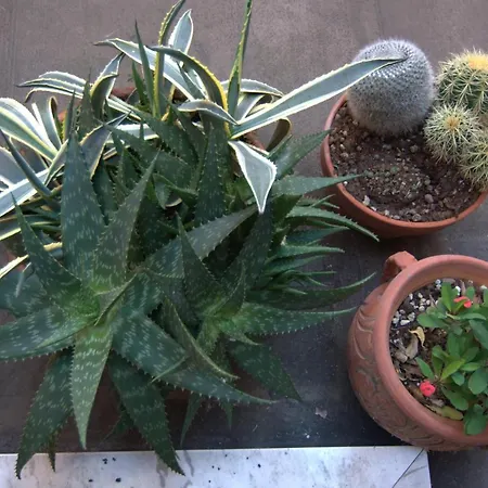 Della Dama Vicino Lägenhet